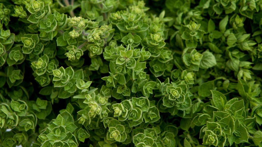 Beneficios del orégano, la planta aromática más famosa